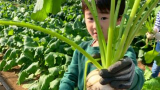 [MBキッズカレッジ]野菜の収穫体験レポート